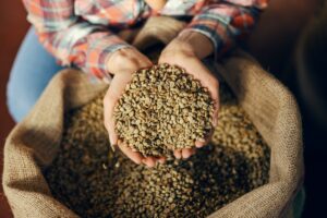 where to buy green coffee beans
